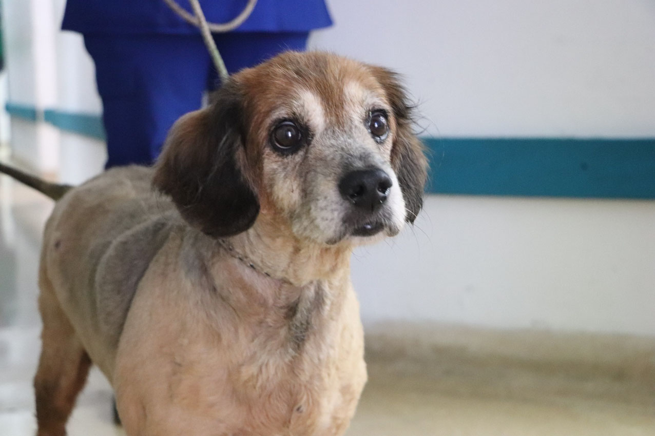 Imagen no usar pólvora. La Perla (2)