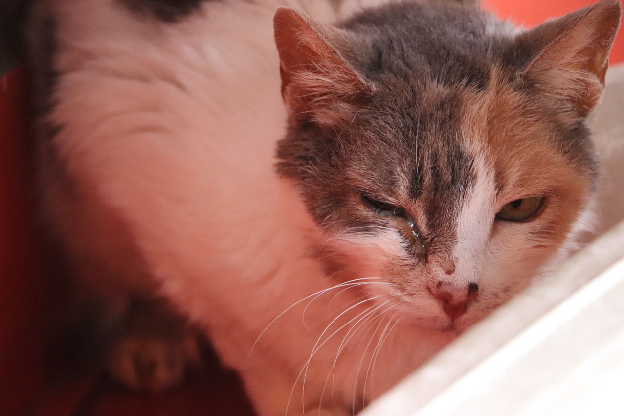 Imagen no usar pólvora. La Perla (5)