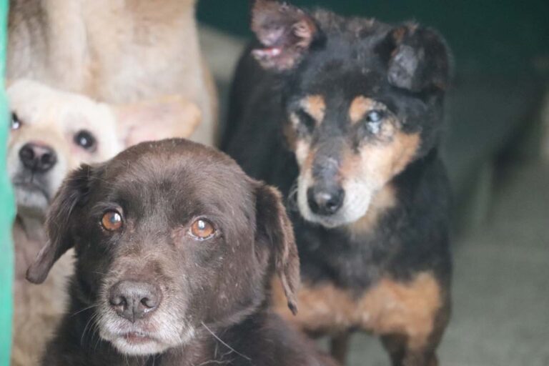 Imagen adopción de animales geriatras (1)