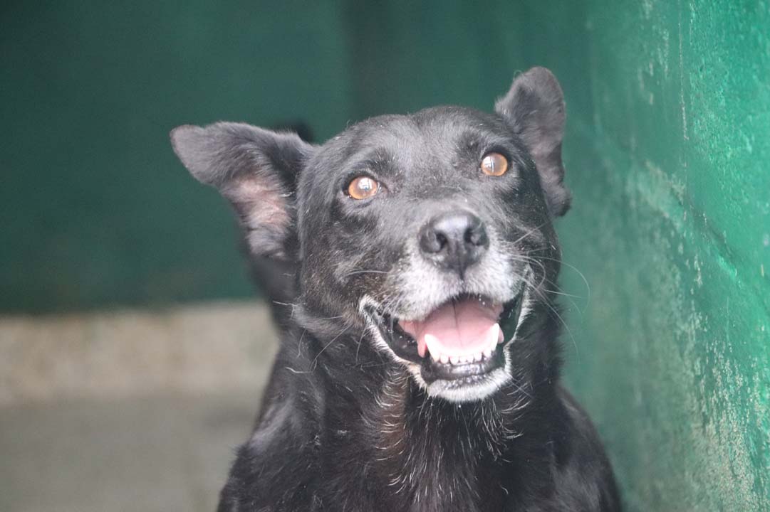 Imagen adopción de animales geriatras (1)
