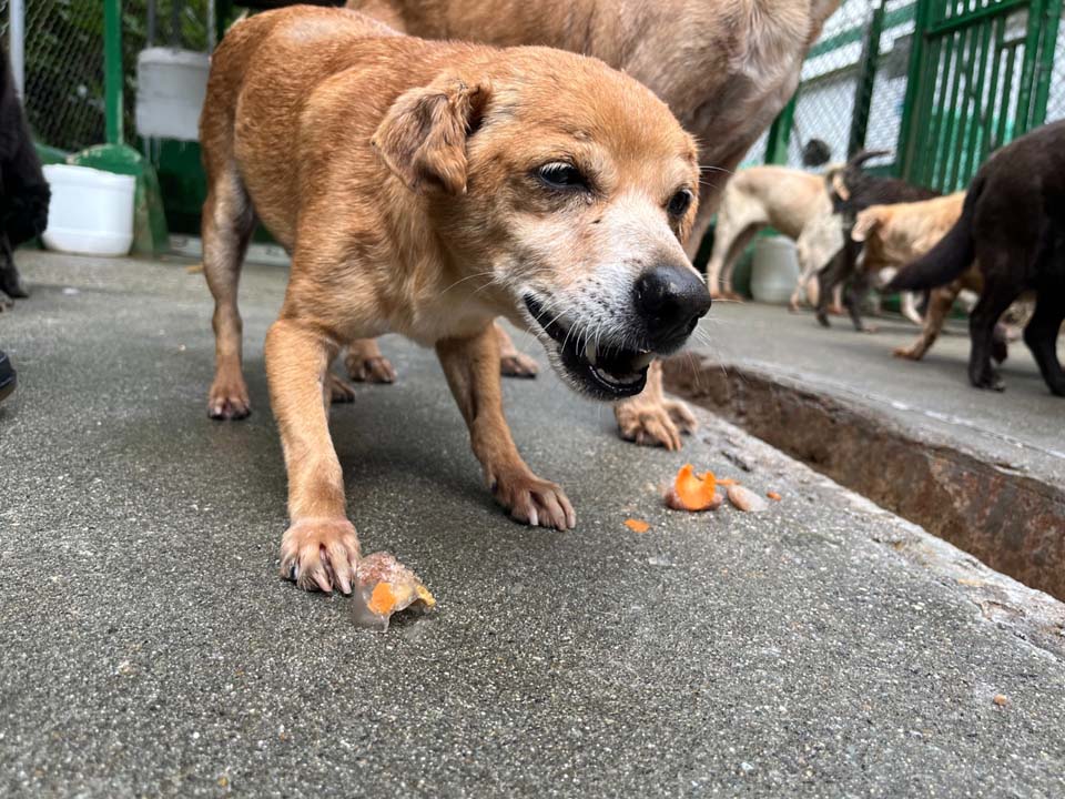 Imagen adopción de animales geriatras (1)