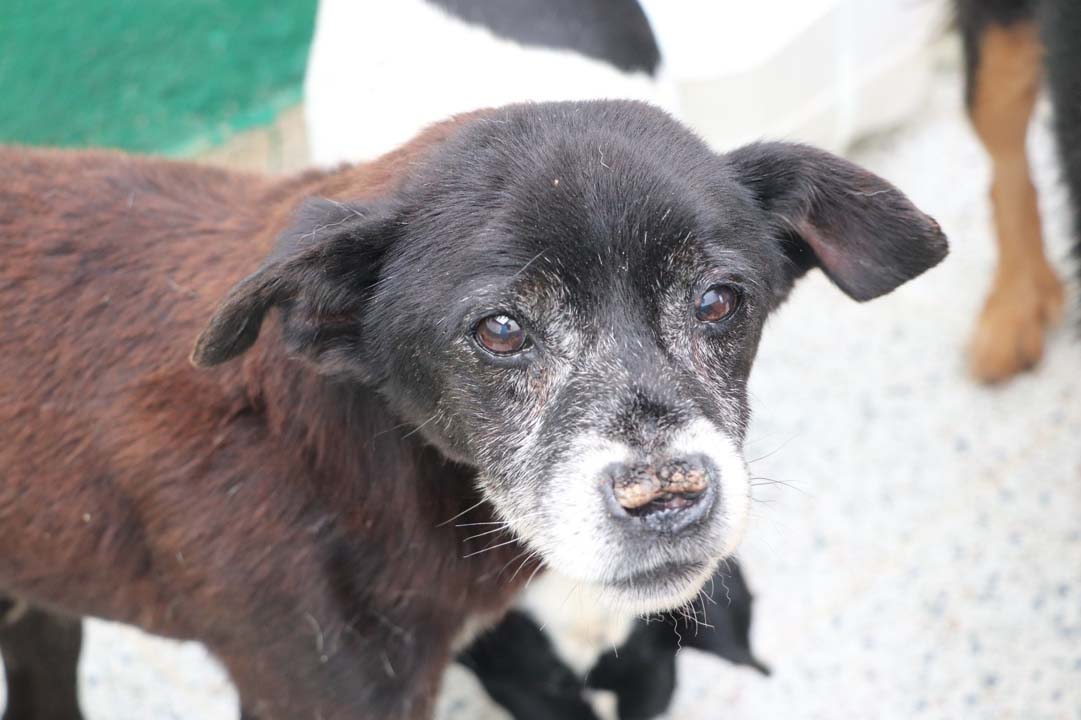 Imagen adopción de animales geriatras (1)