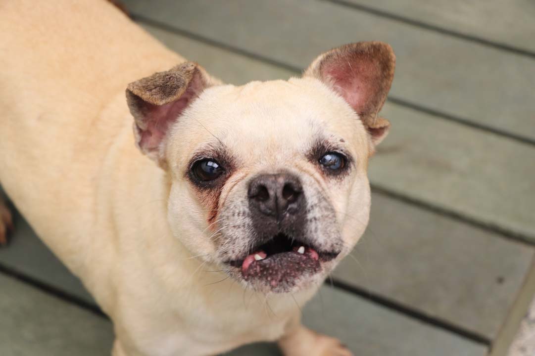 Imagen adopción de animales geriatras (1)