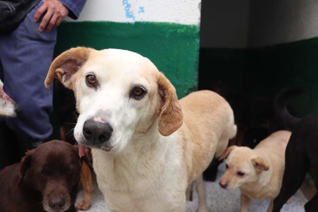 Imagen adopción de animales geriatras (1)