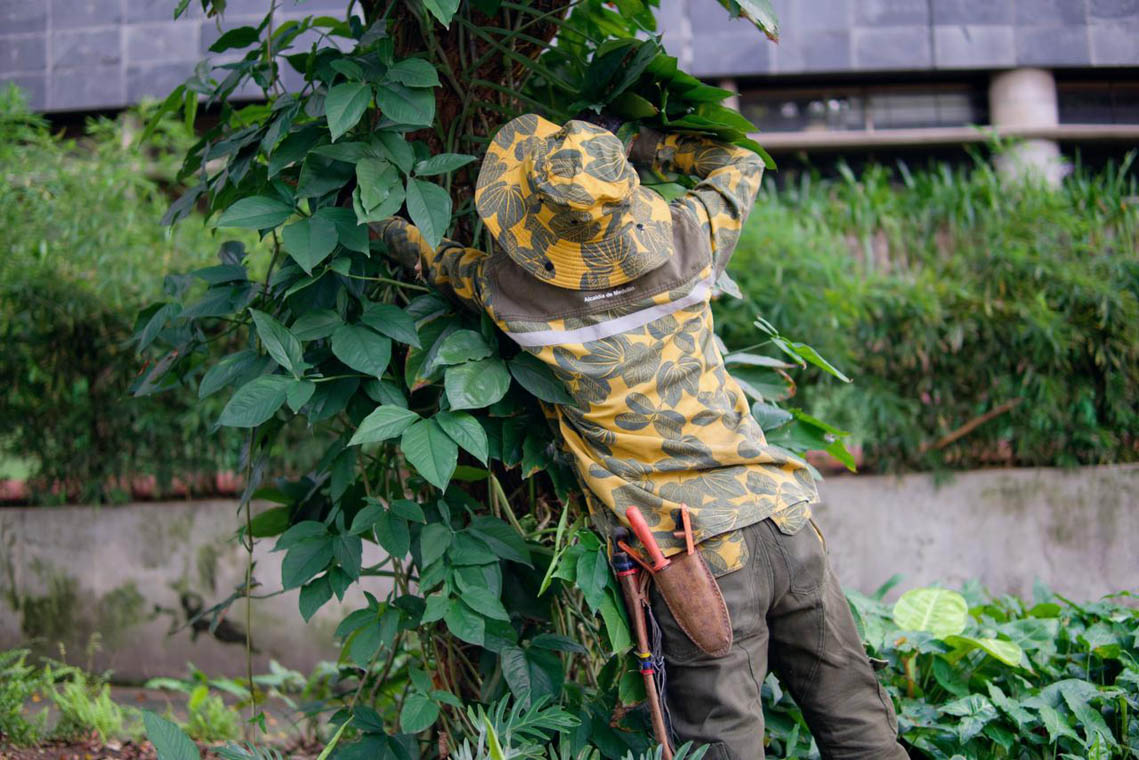 Imagen de personal en el cuidado de árboles