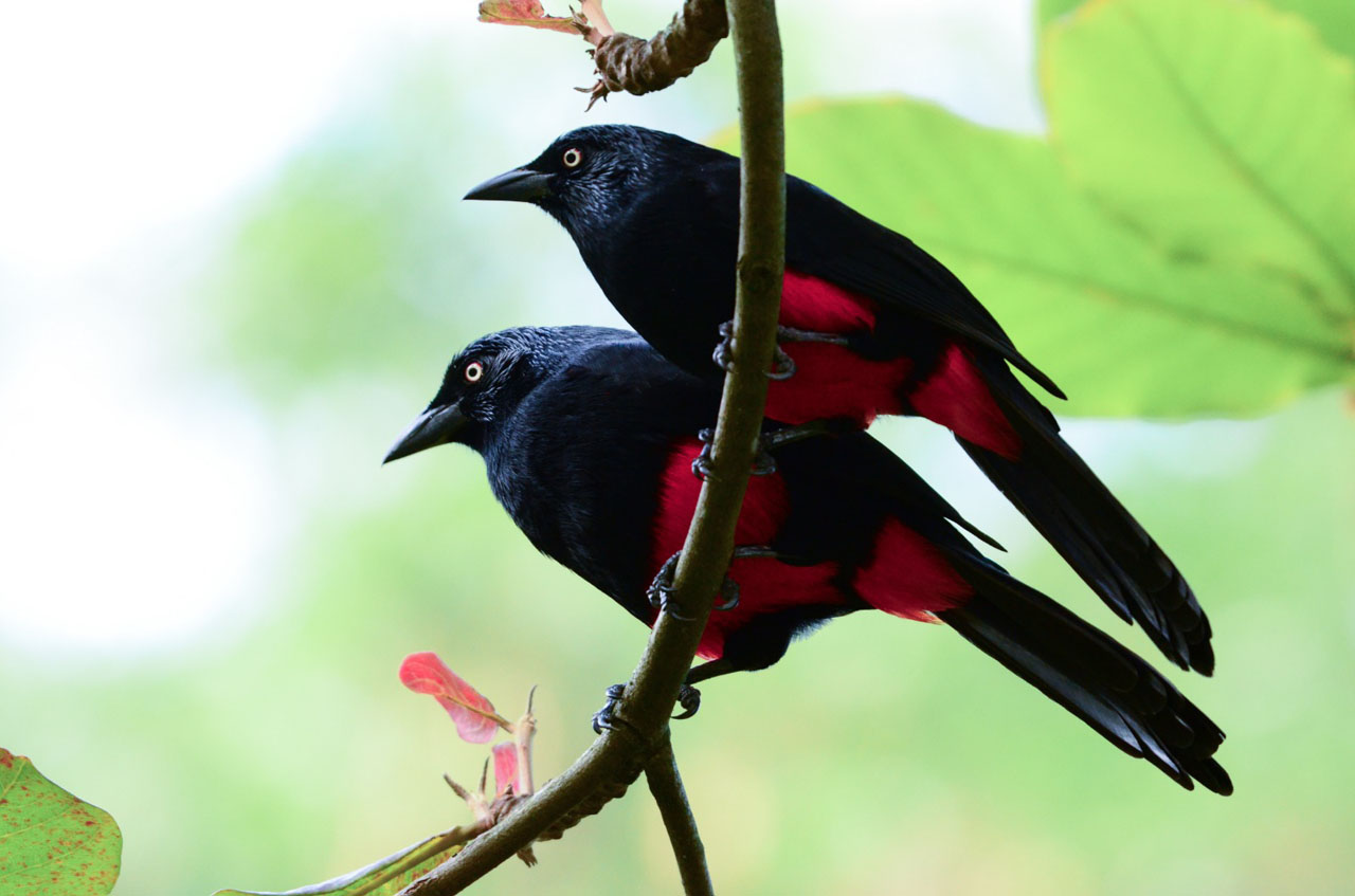 Imagen ecosistemas estratégicos en Medellín (4)