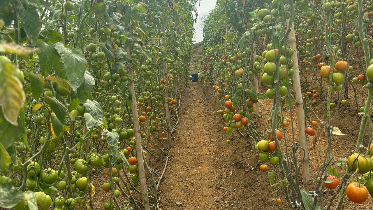 Corregimientos Imagen productores agropecuarios en los corregimientos (1)