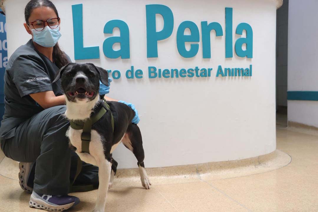 Imagen DJ está a la espera de un hogar Perla 11