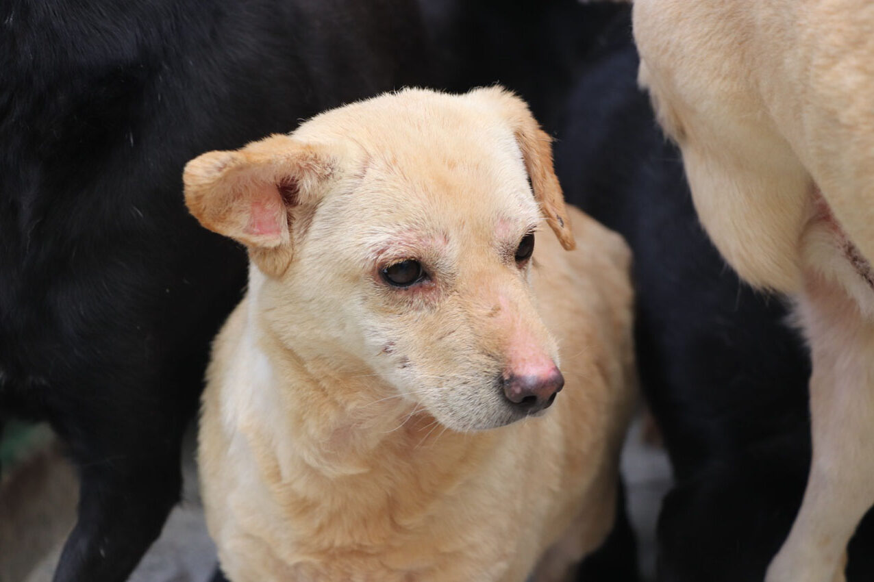 Imagen La perla adopción (1)