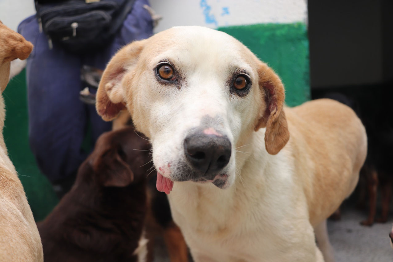 Imagen La perla adopción (2)