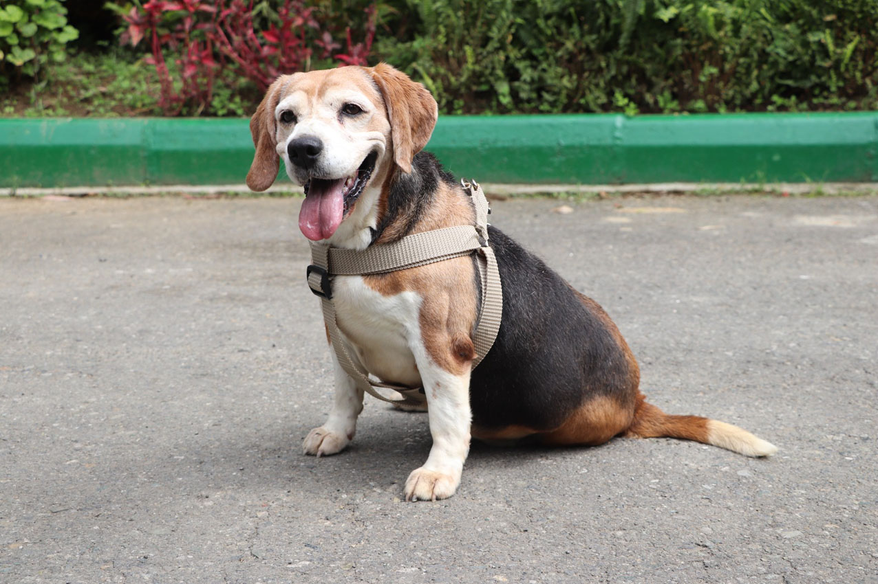 Imagen La perla adopción (3)