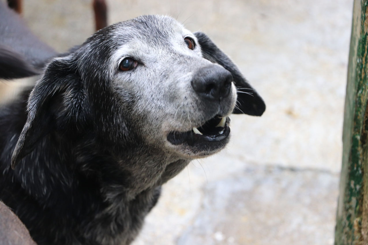 Imagen La perla adopción (4)