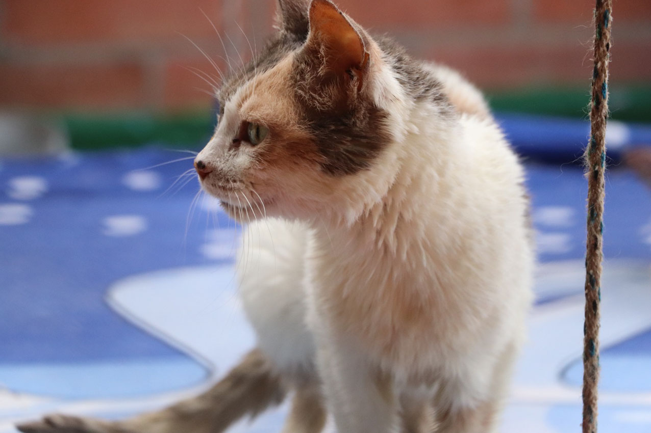 Imagen La perla adopción (6)