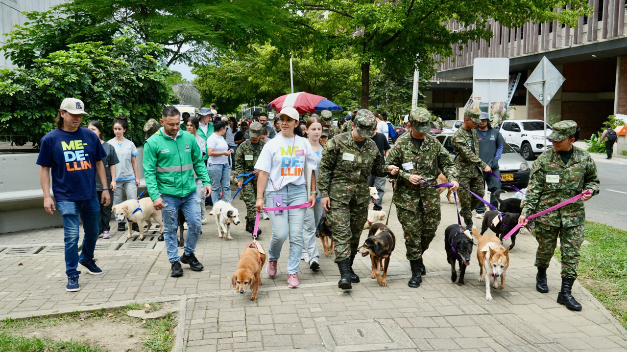 Imagen adopciones de gatos y perros ‘viejitos’ en la gran Adoptatón del año (1)
