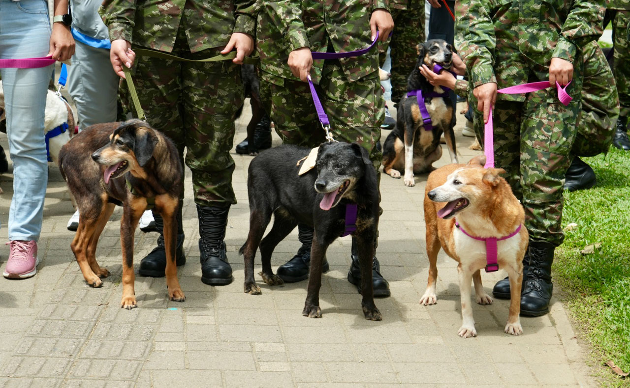 Adopciones de gatos y perros ‘viejitos’ Imagen adopciones de gatos y perros ‘viejitos’ en la gran Adoptatón del año (2)