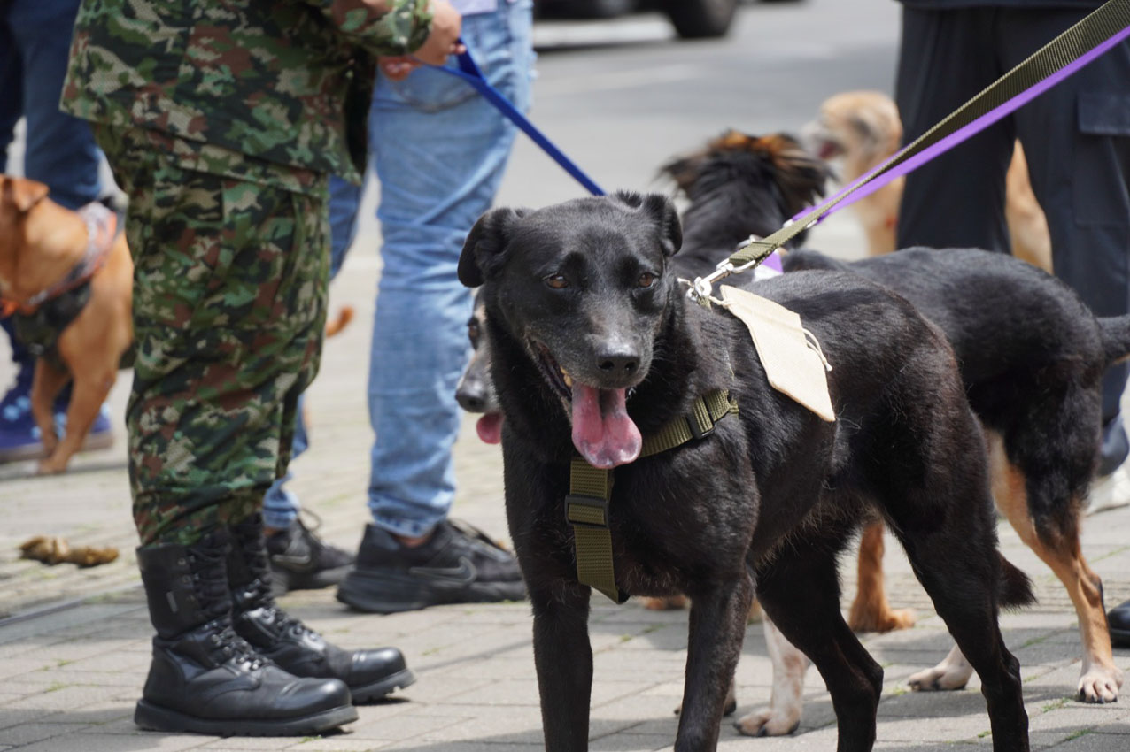 Adopciones de gatos y perros ‘viejitos Imagen adopciones de gatos y perros ‘viejitos’ en la gran Adoptatón del año (4)