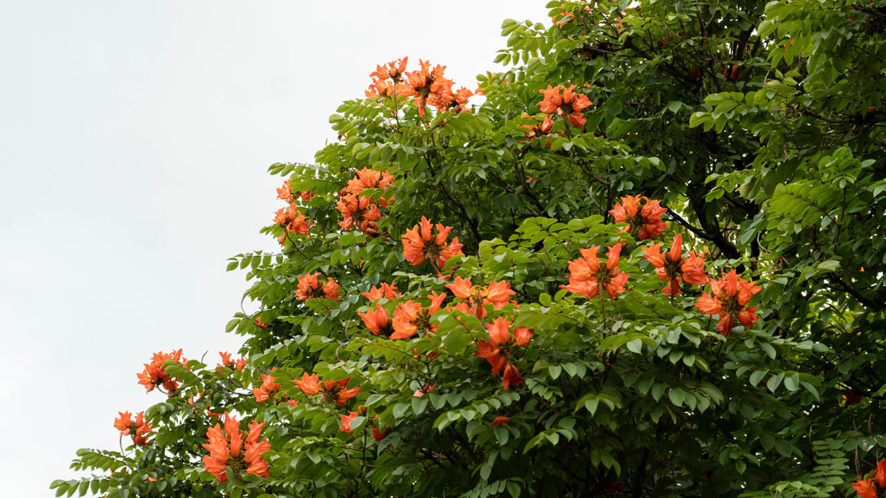 Imagen de árbol cambulo floreciendo