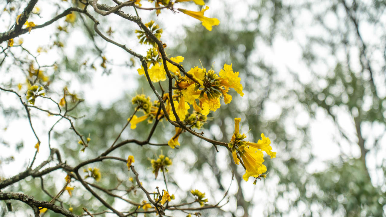 Imagen de árbol guayacán floreciendo