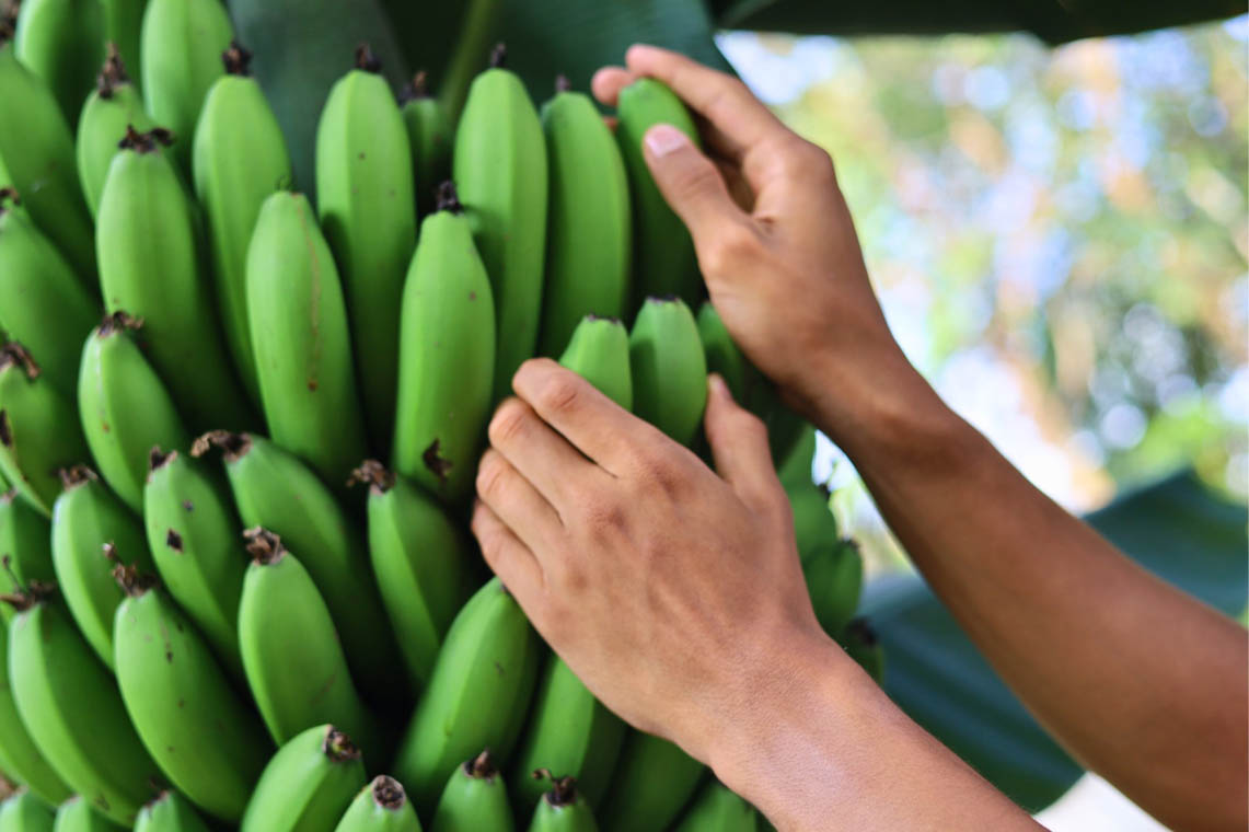 Imagen de bananos verdes