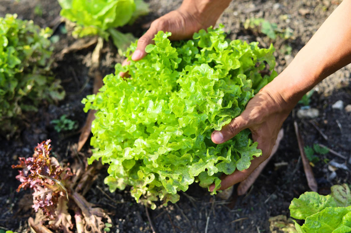 Imagen de lechuga crespa