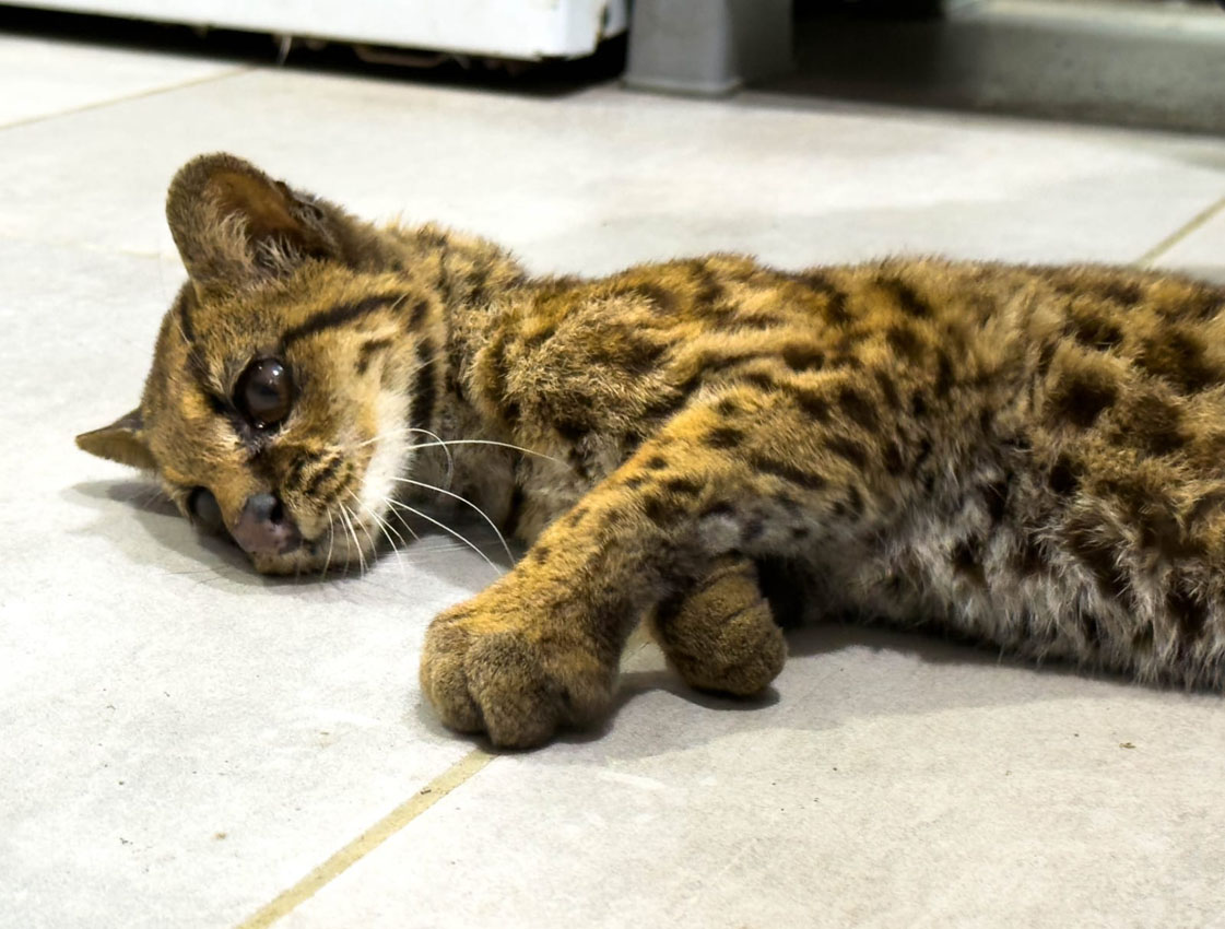 Imagen posible caso de cautiverio y abandono a tigrillo (1)