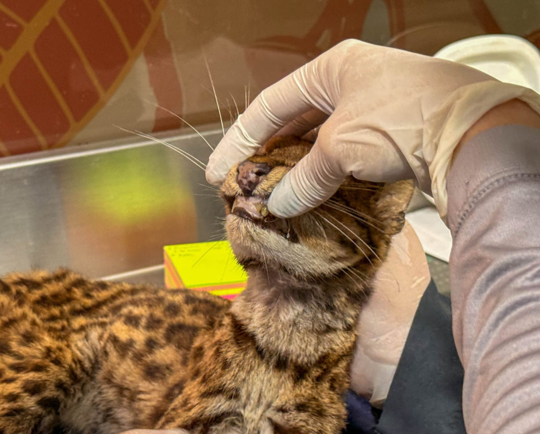 Imagen posible caso de cautiverio y abandono a tigrillo (2)