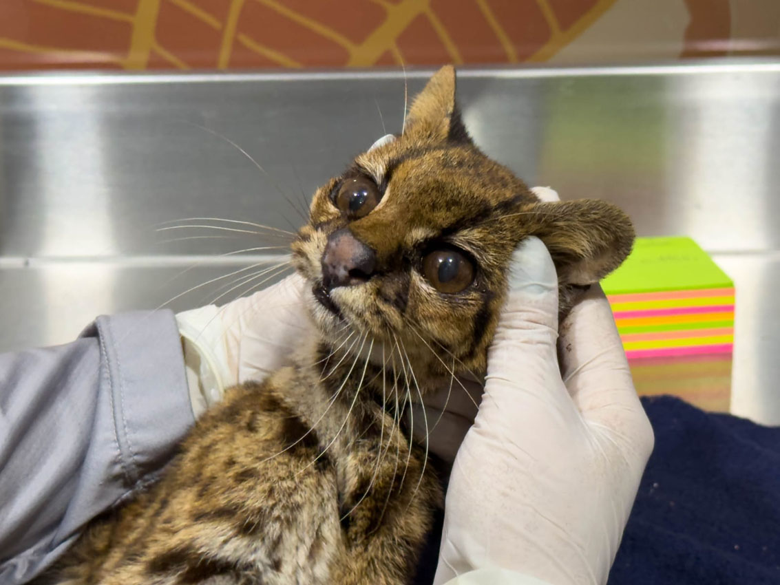 Imagen posible caso de cautiverio y abandono a tigrillo (3)