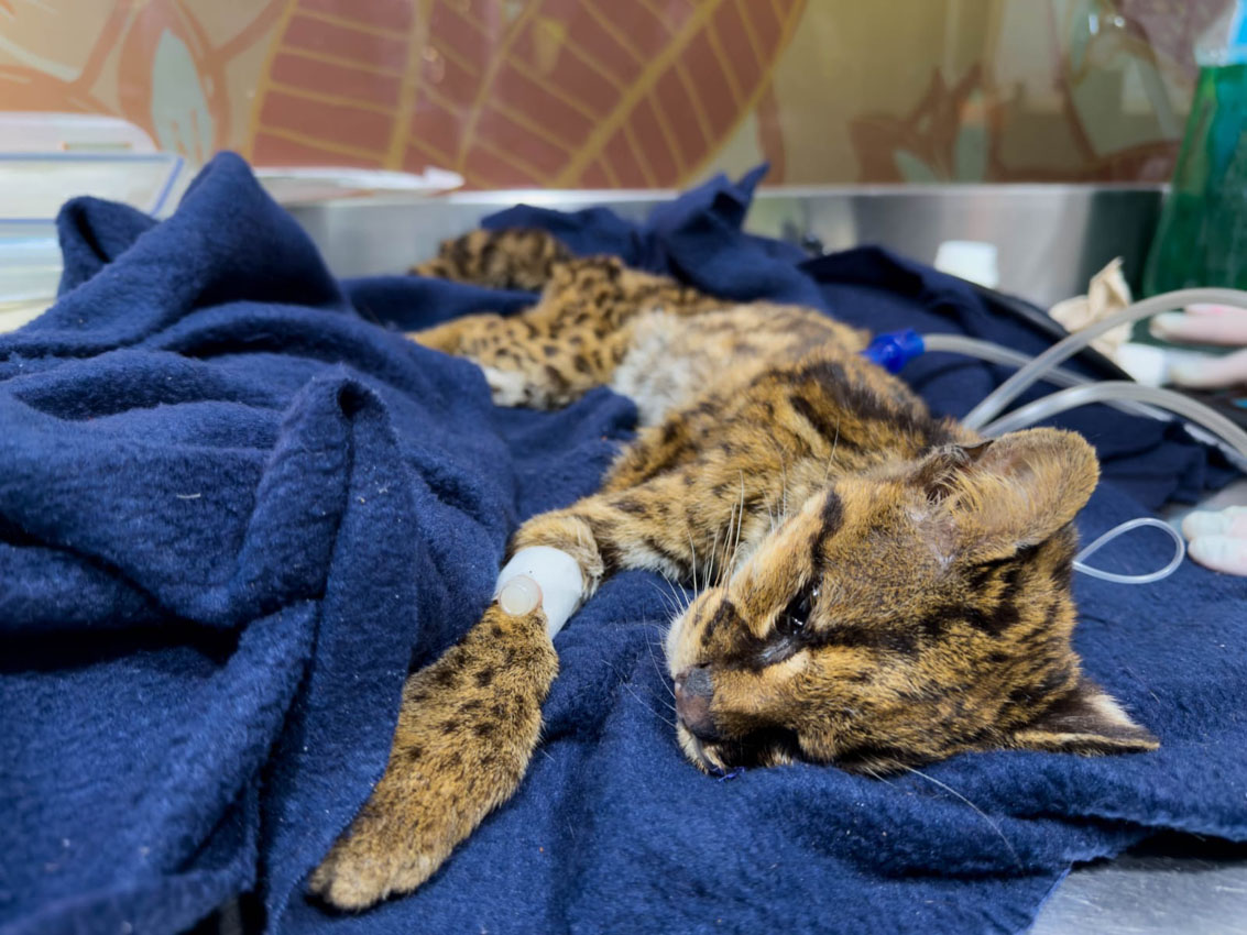 Imagen posible caso de cautiverio y abandono a tigrillo (4)