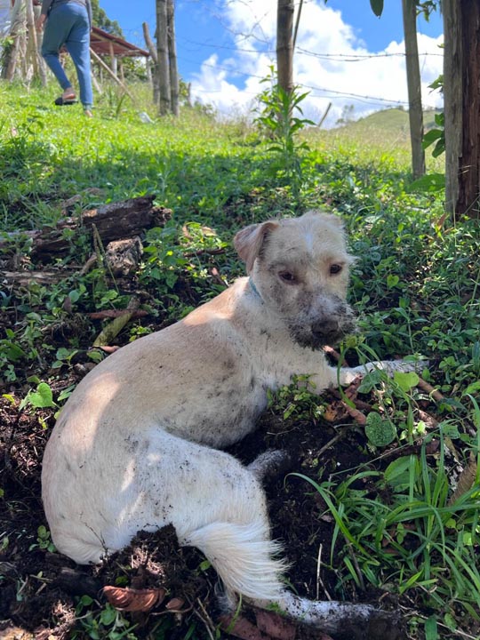 Imagen protección de mascotas durante esta temporada de lluvias en Medellín (11)