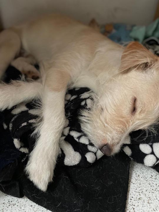 Imagen protección de mascotas durante esta temporada de lluvias en Medellín (11)