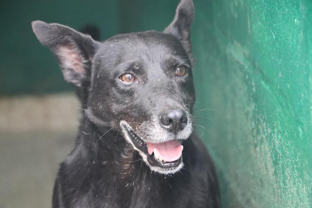 Imagen protección de mascotas durante esta temporada de lluvias en Medellín (2)