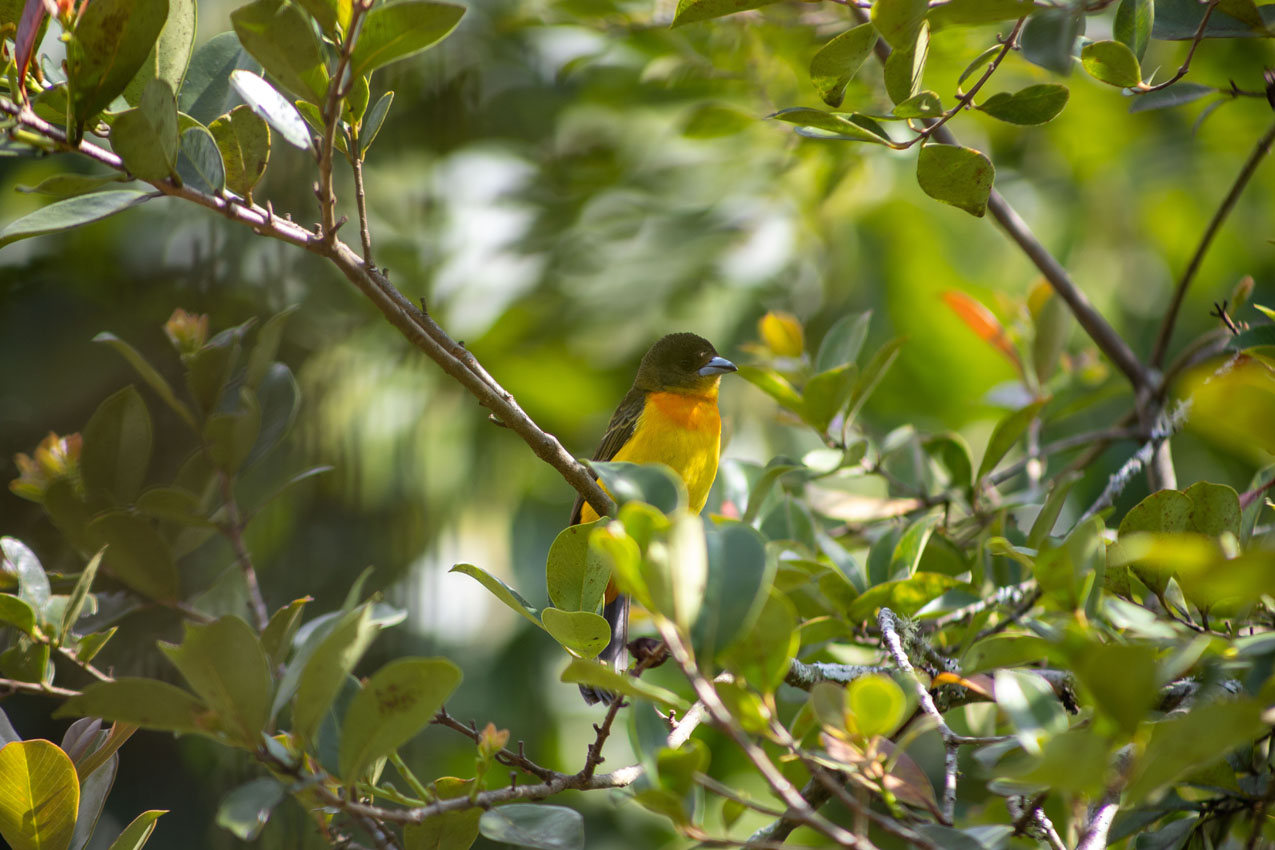 FOTO AVE SAN CRISTOBAL 1