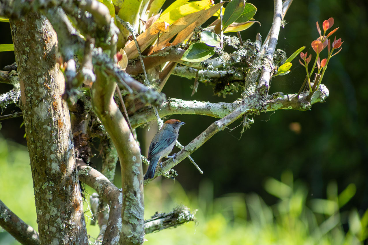 FOTO AVE SAN CRISTOBAL 3