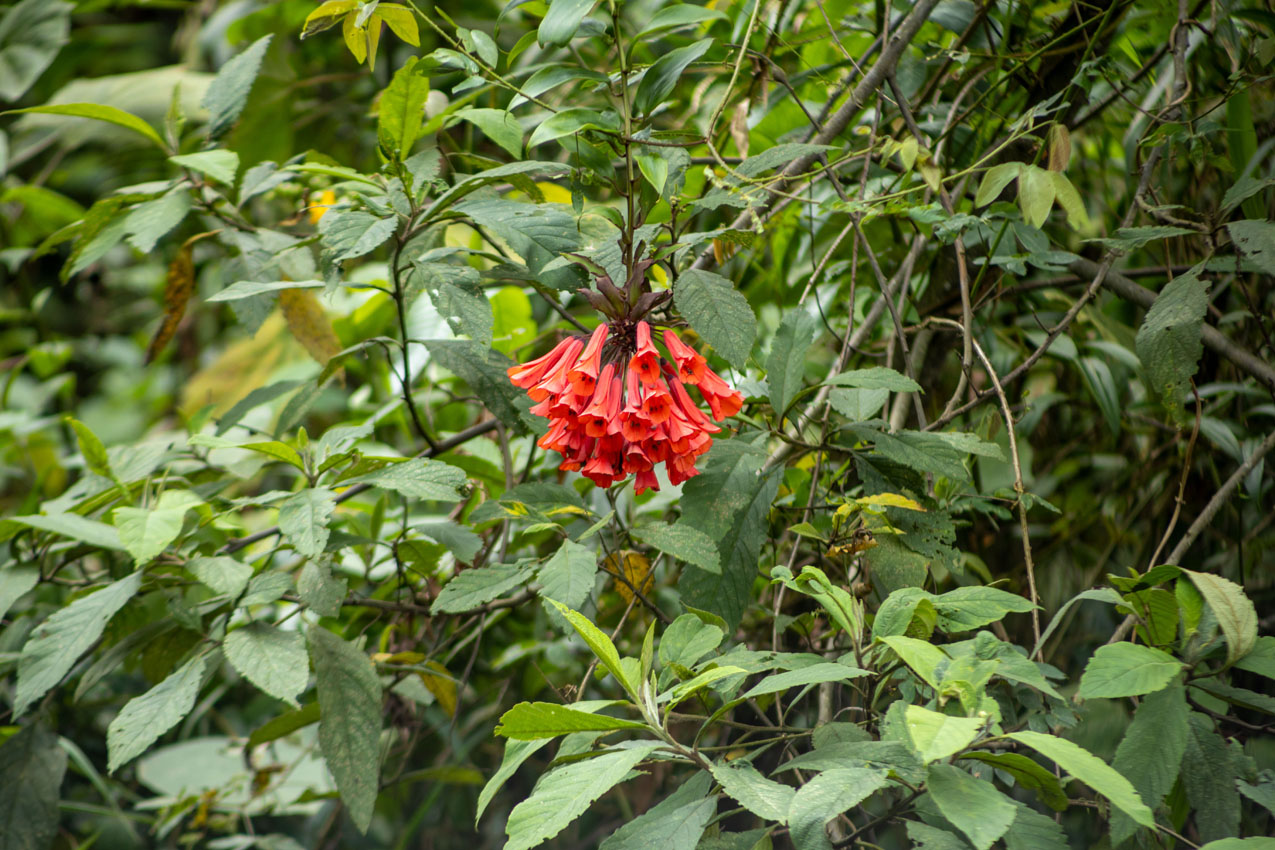 FOTO FLOR NATIVA SSP
