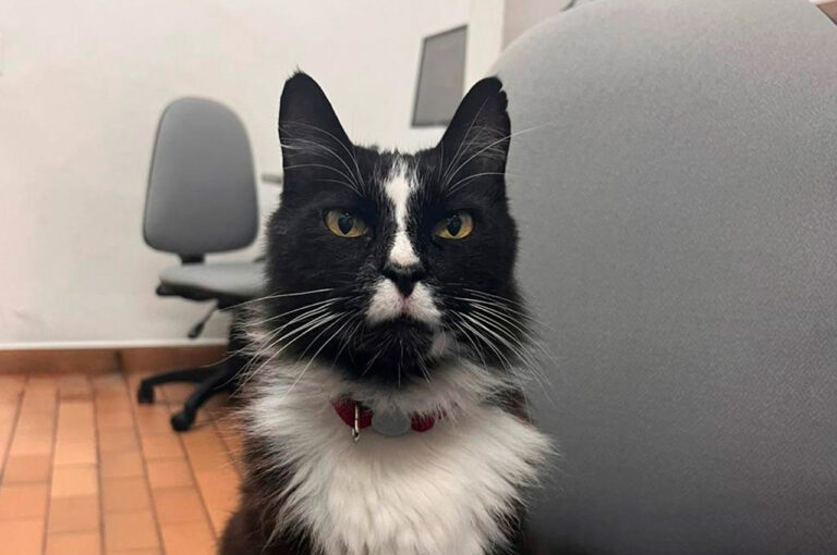 Gato Michin foto ppl