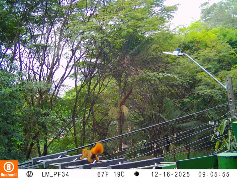 Imagen Nuevo paso para desplazamiento seguro de fauna en Medellín (3)