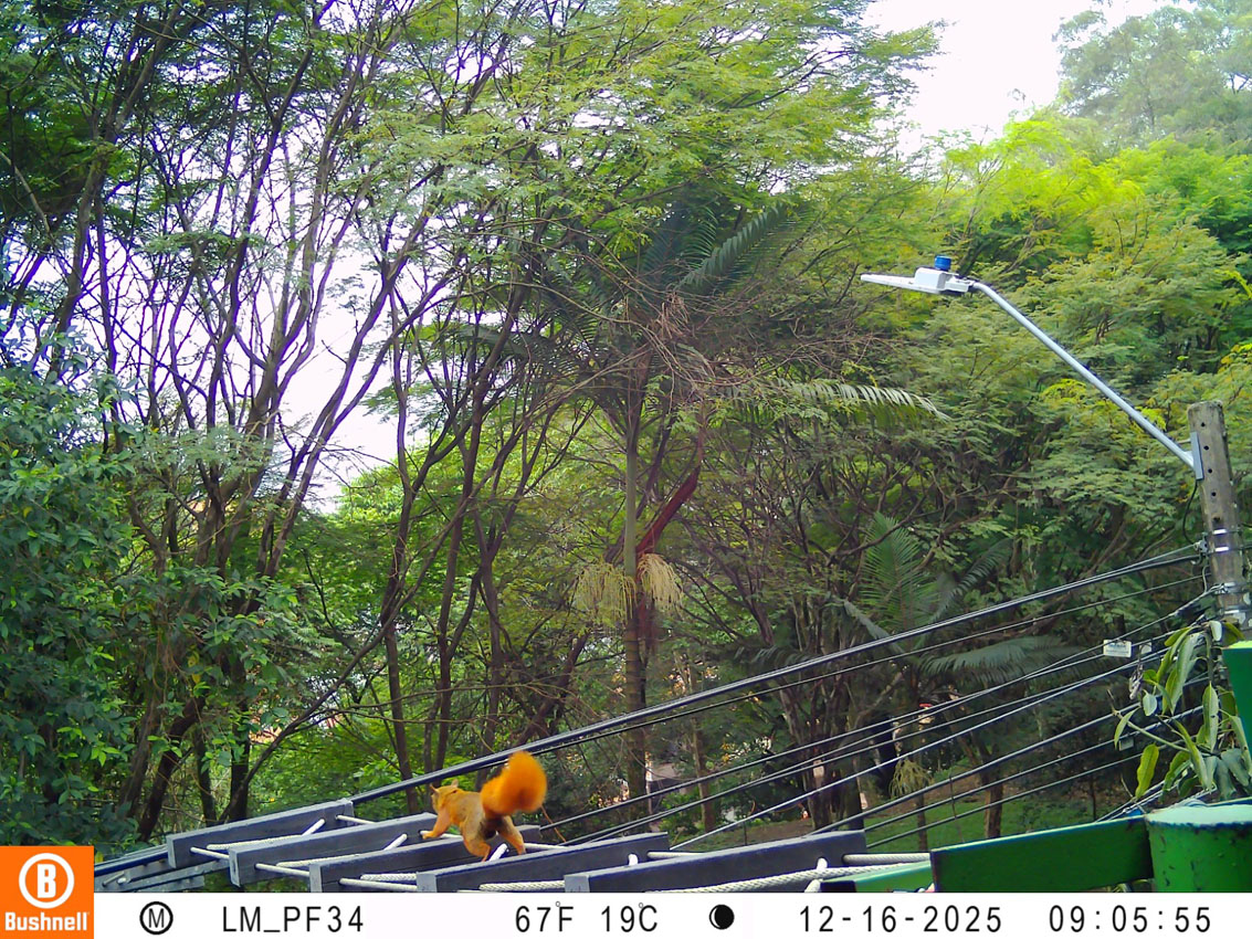 Imagen Nuevo paso para desplazamiento seguro de fauna en Medellín (3)