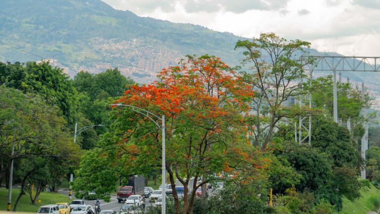 Imagen aplicación para consultar información de más de 490.000 árboles urbanos, incluso sin internet (1)