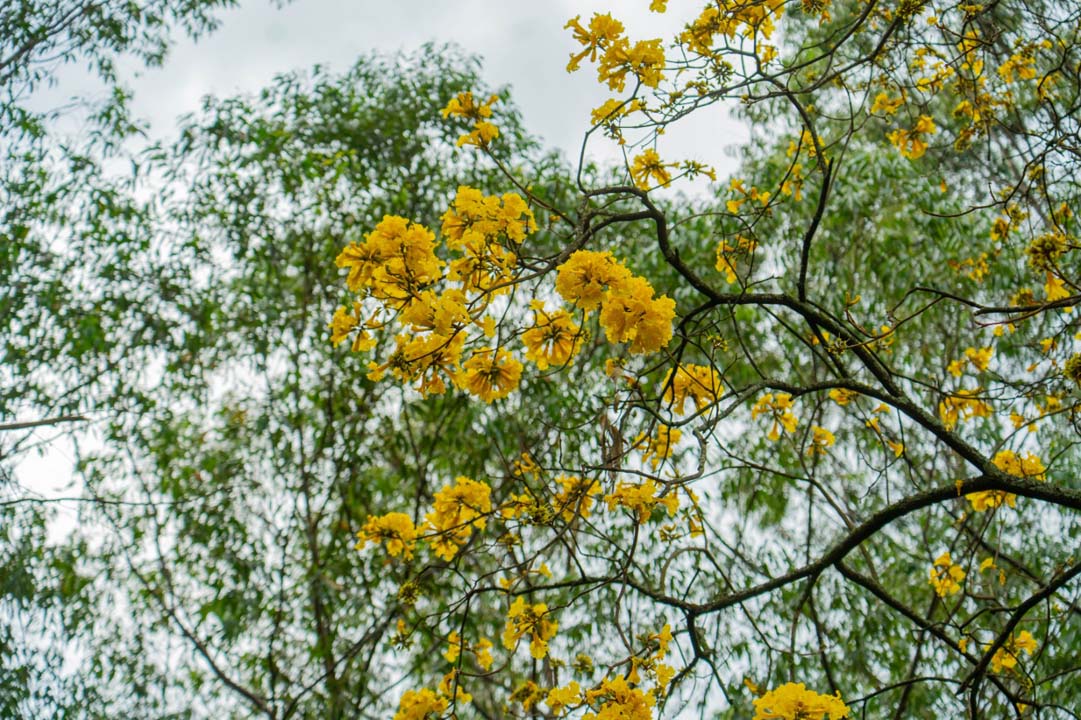 Imagen aplicación para consultar información de más de 490.000 árboles urbanos, incluso sin internet (1)