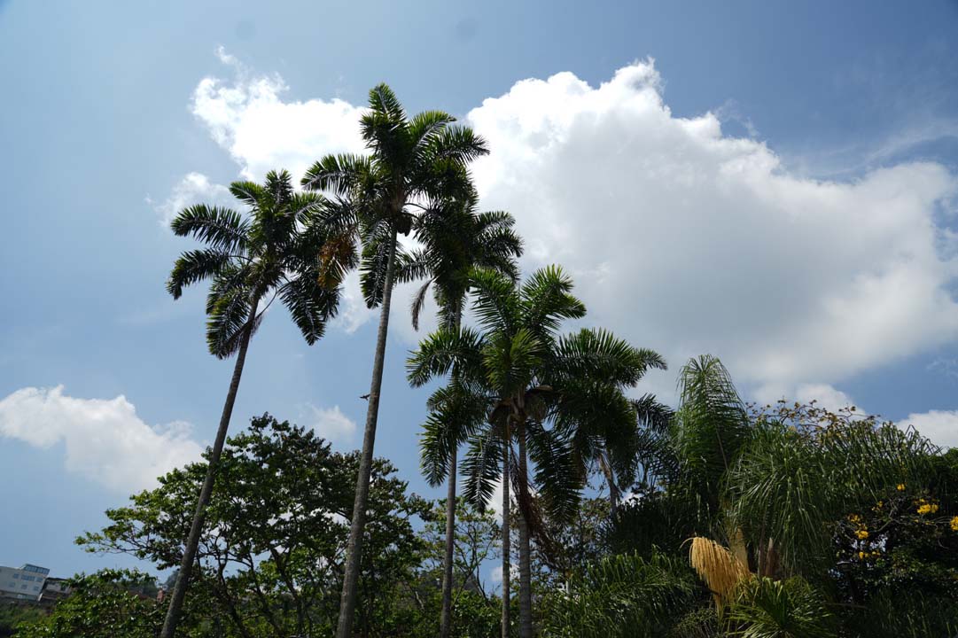 Imagen aplicación para consultar información de más de 490.000 árboles urbanos, incluso sin internet (1)