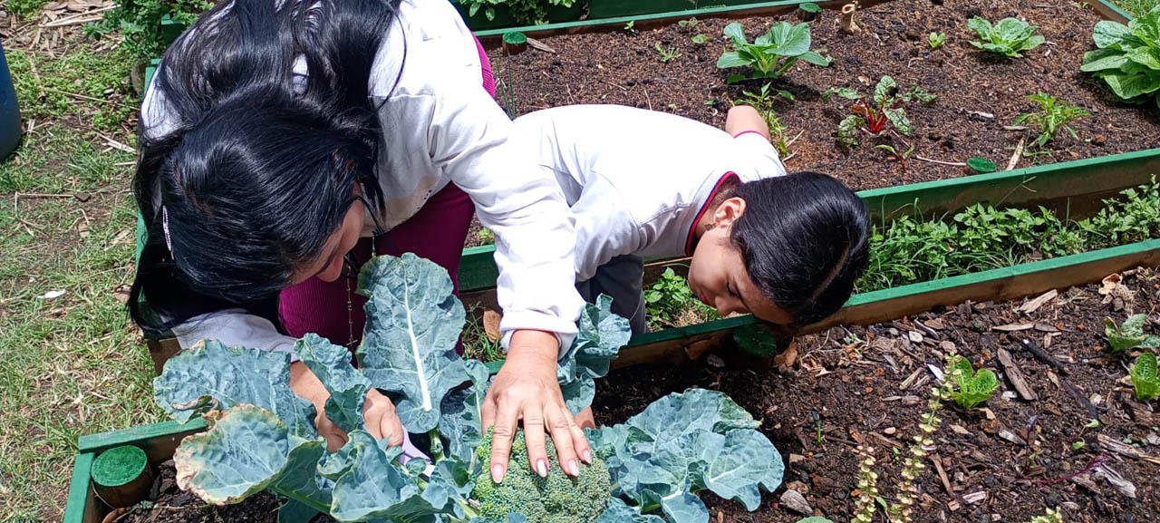Imagen de dos estudiantes cosechando en huerta casera