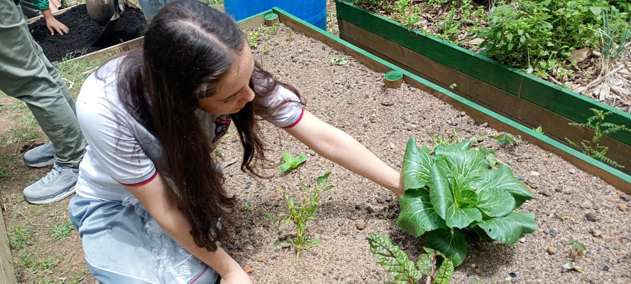 Imagen de joven cosechando una lechuga en huerta casera