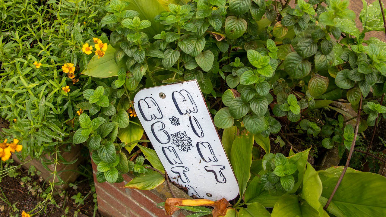 Imagen de matas de menta en una huerta