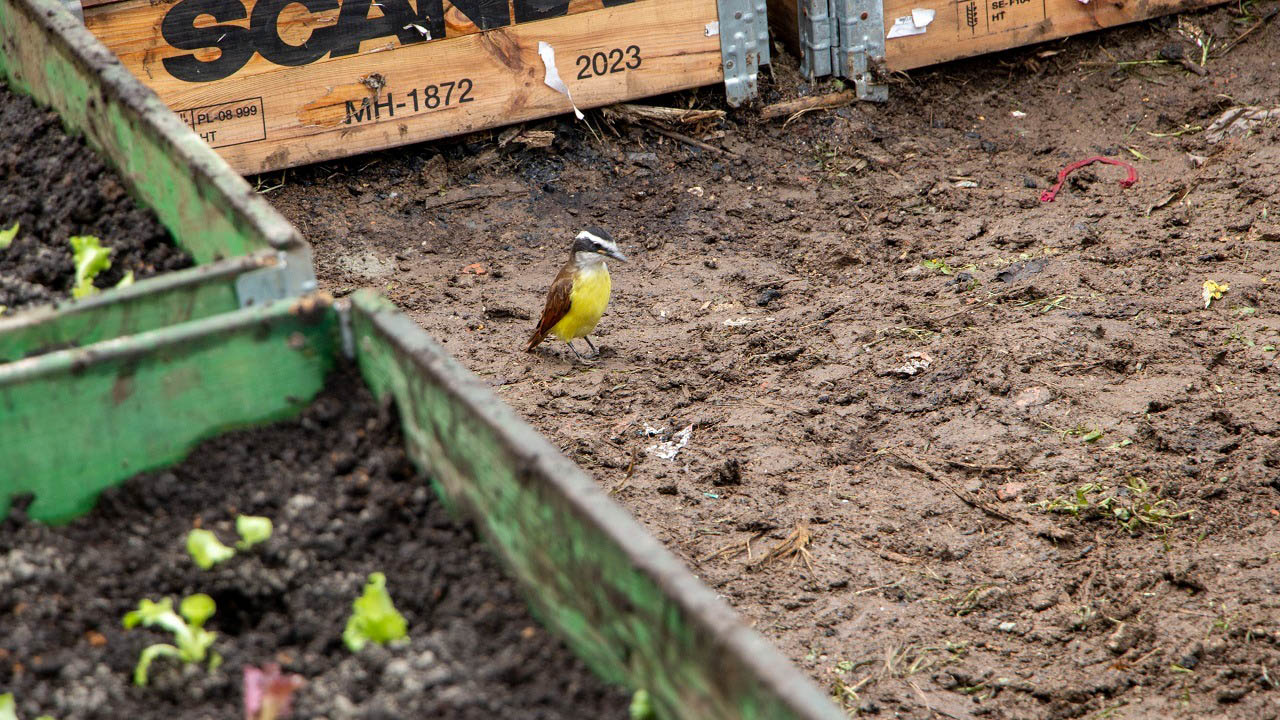 Imagen de pequeño pájaro en una huerta