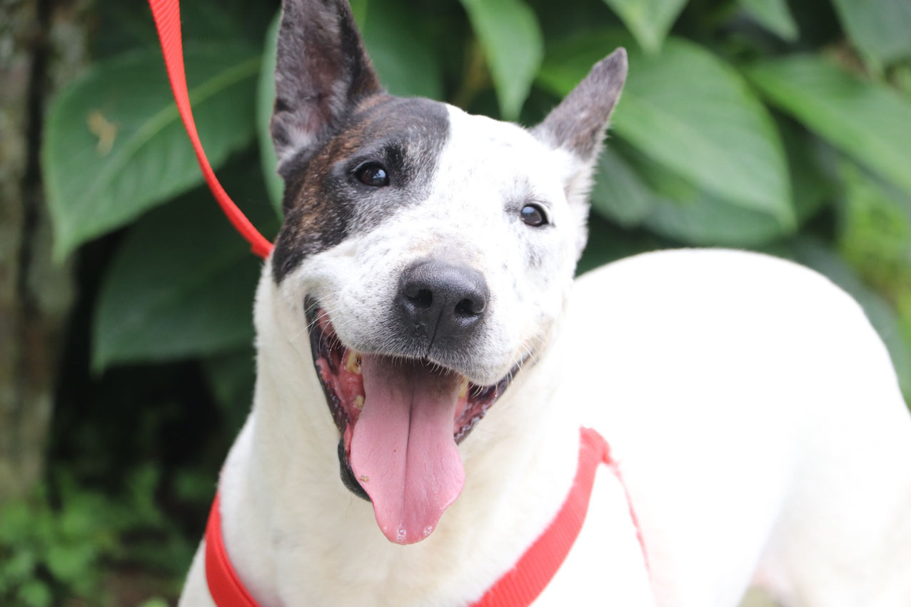 Imagen obligatoriedad del registro para perros de manejo especial (1)