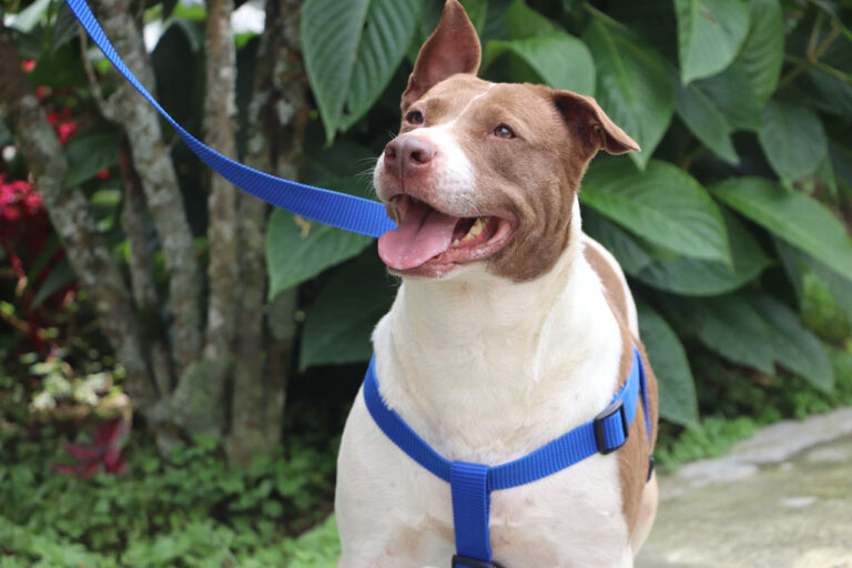 Imagen obligatoriedad del registro para perros de manejo especial (2)