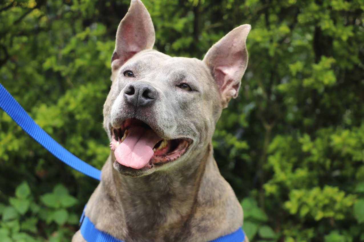 Imagen obligatoriedad del registro para perros de manejo especial (4)