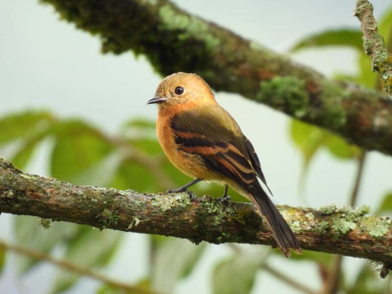 Imagen se han monitoreado más de 80 especies de fauna silvestre en Medellín (1)