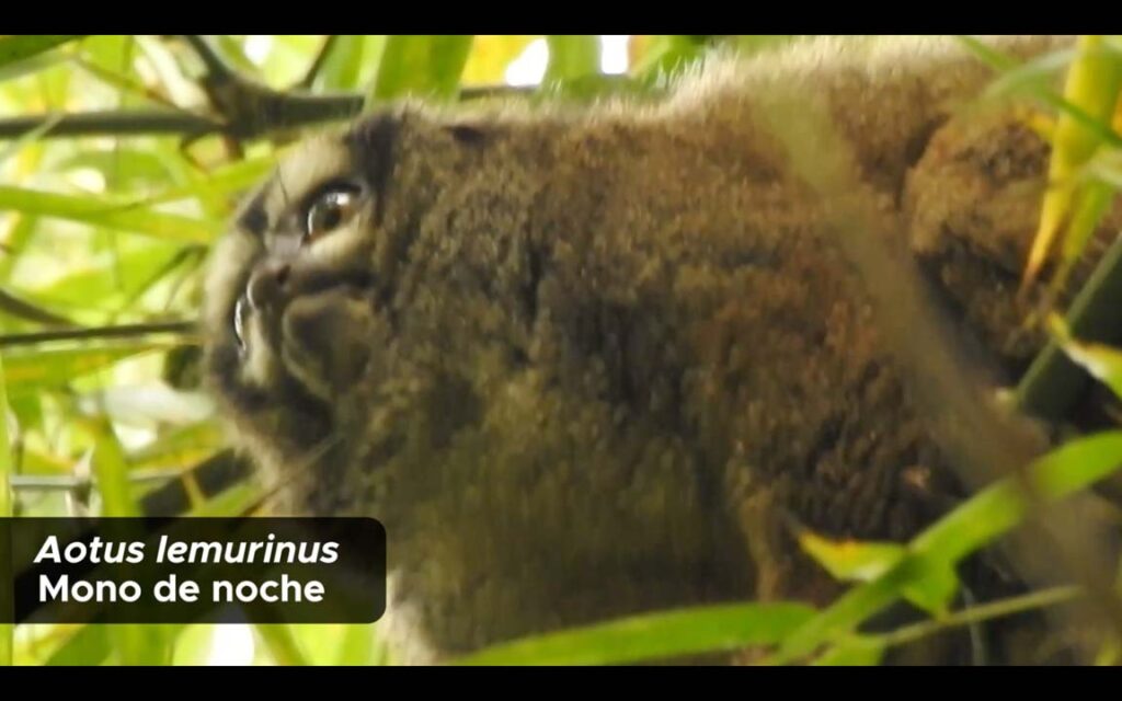 Mono de noche (Aotus lemurinus) Imagen se han monitoreado más de 80 especies de fauna silvestre en Medellín (1)