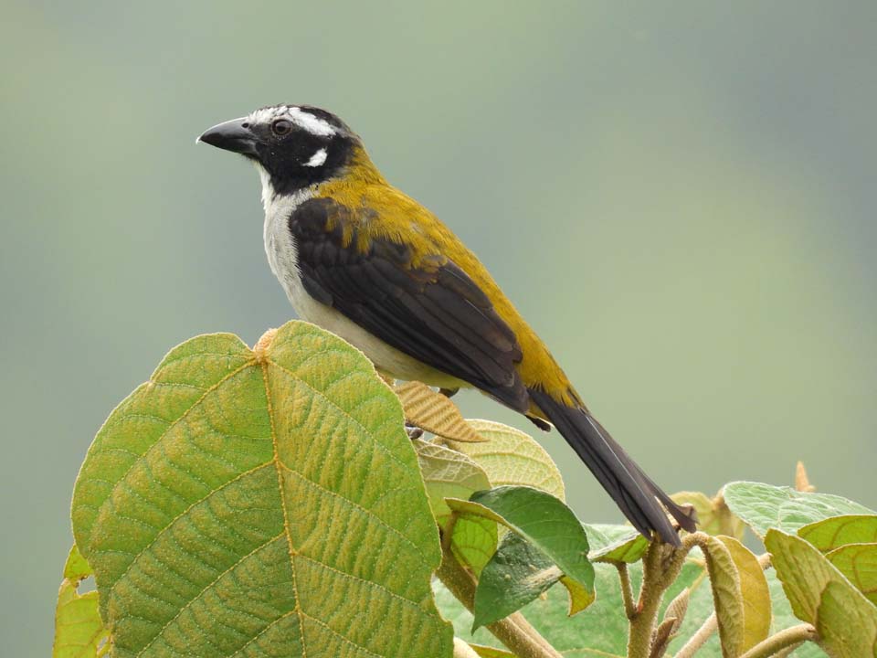 Imagen se han monitoreado más de 80 especies de fauna silvestre en Medellín (1)